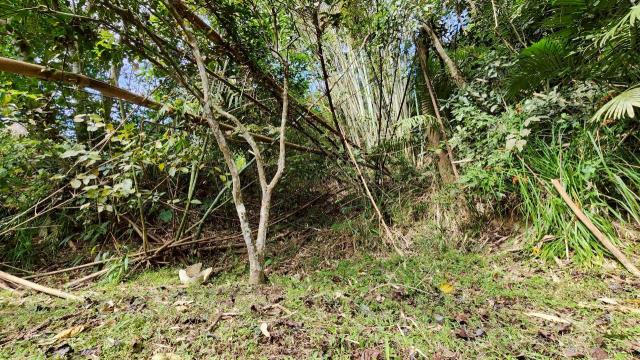 新竹北埔農地_山坡地_休閒地-12