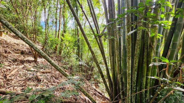 新竹北埔農地_山坡地_休閒地-13