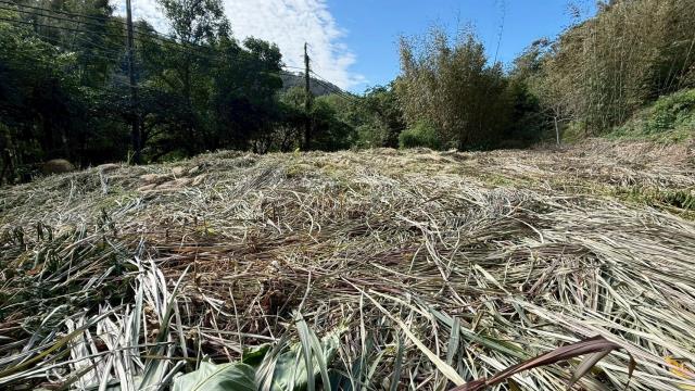 新竹關西建地_山坡地-7