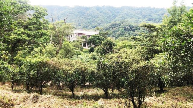 新竹關西農地_山坡地_休閒地-13