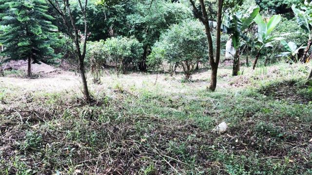 新竹關西農地_山坡地_休閒地-9