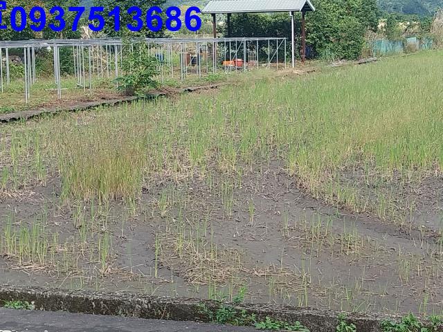 宜蘭三星農地-7