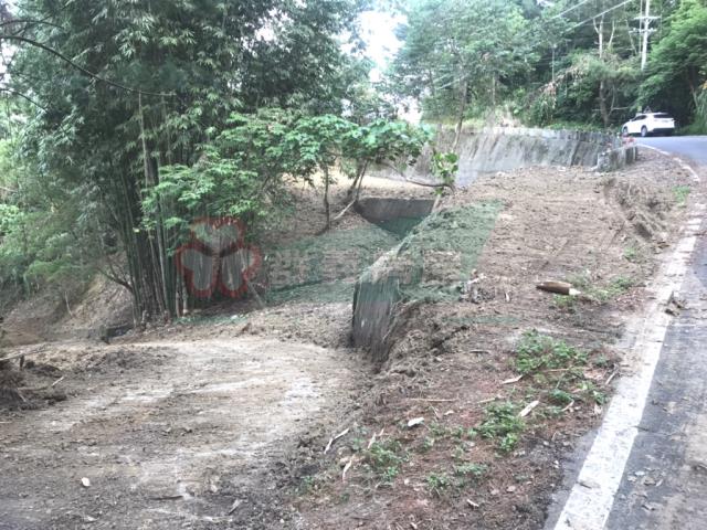太平山坡地_林地-14