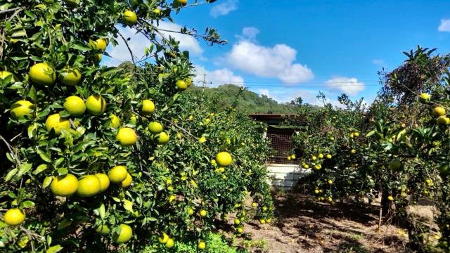 苗栗頭份農地_山坡地_休閒地-3