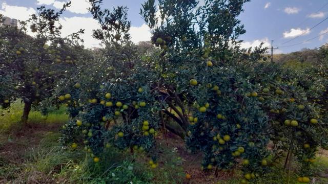 苗栗頭份農地_山坡地_休閒地-5