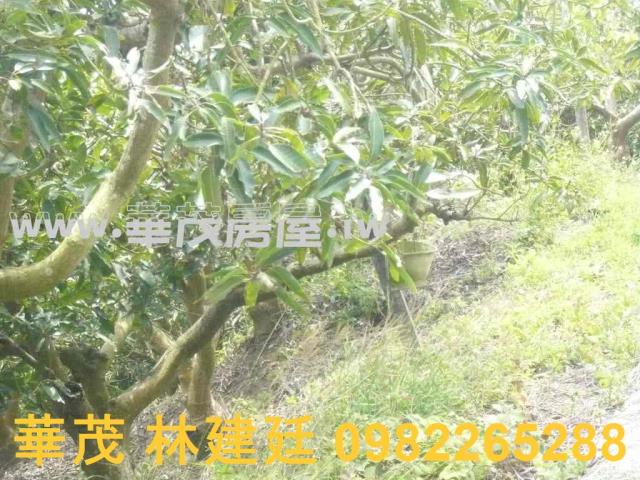 台南玉井農地法拍-1