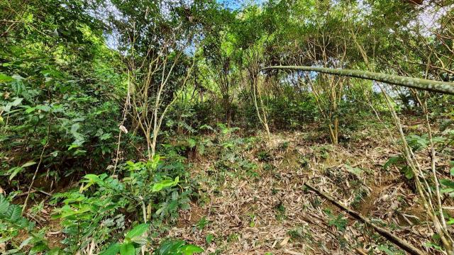 新竹北埔山坡地-3