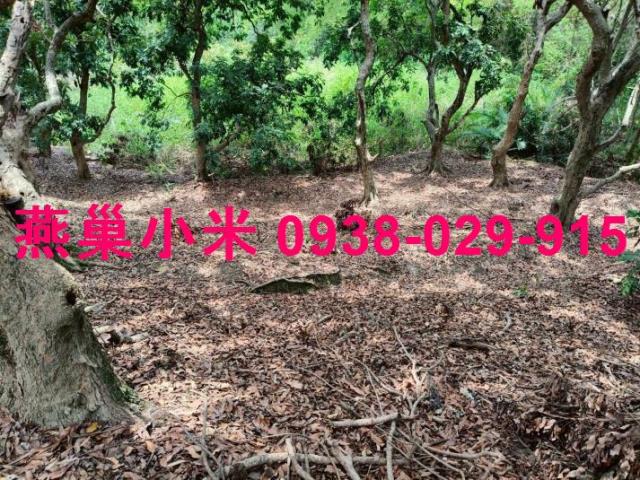 高雄田寮山坡地-1