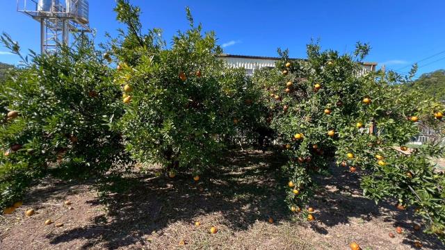 苗栗頭份農地-10