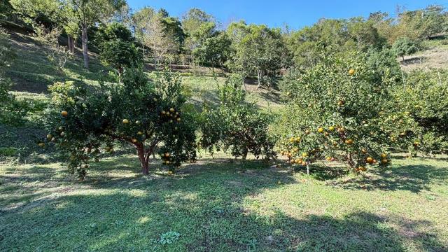 峨眉農地_山坡地-8