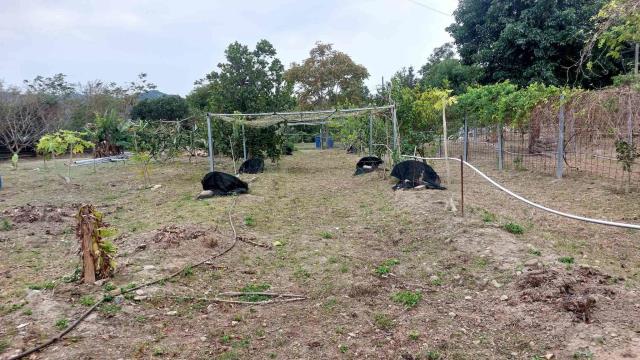 關西農地_山坡地_休閒地-4