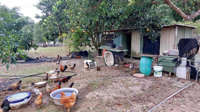 關西農地_山坡地_休閒地-7