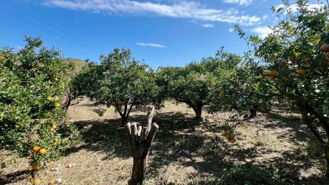 苗栗頭份農地-13