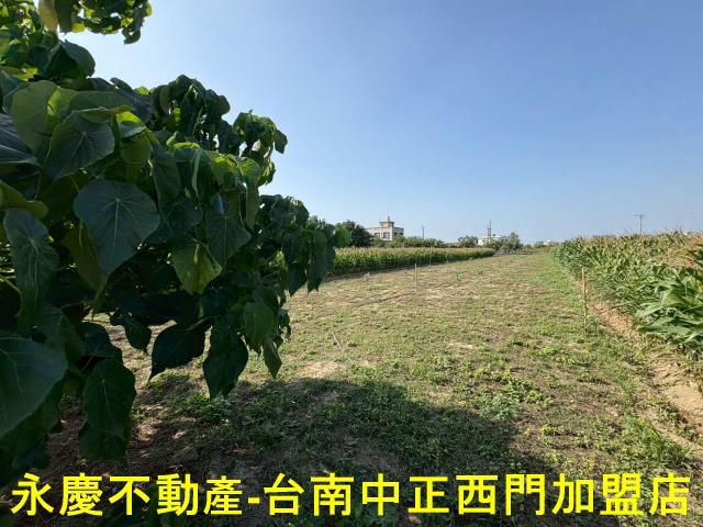 鹽水農地-0