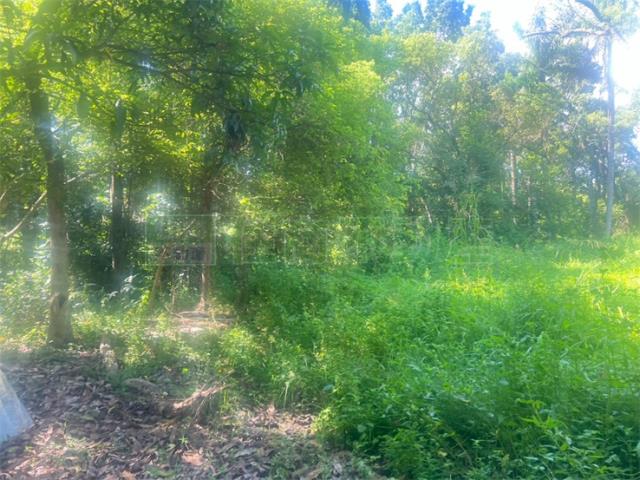 高雄內門農地-8