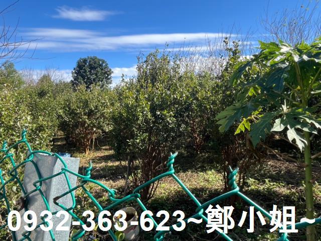 桃園龍潭農地-8