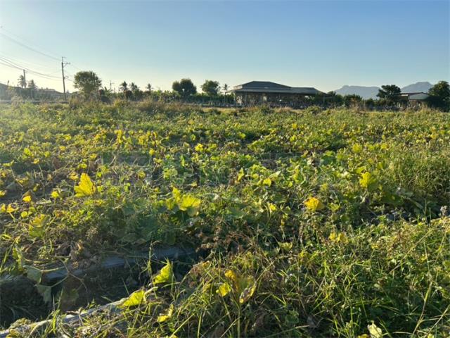 高雄美濃農地-7