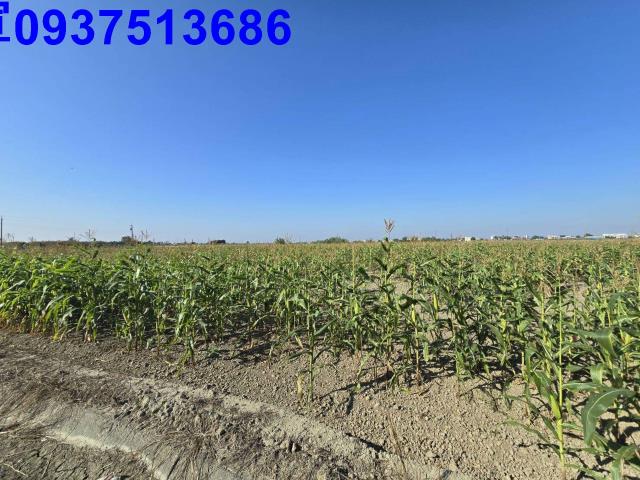 嘉義新港農地-7