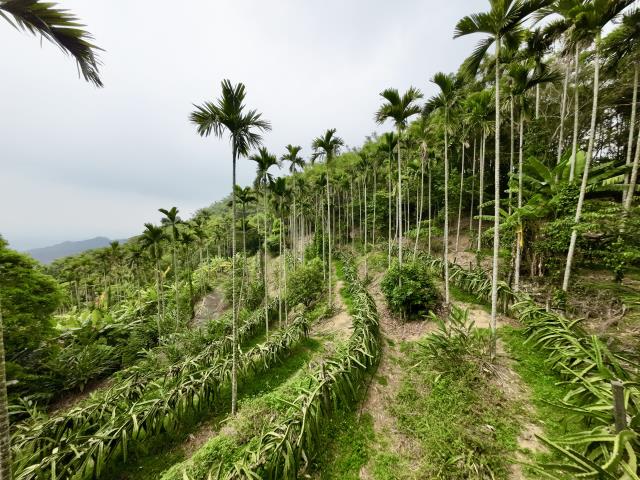 南投草屯農地-4