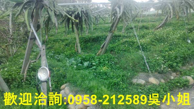 新埔山坡地_休閒地-11