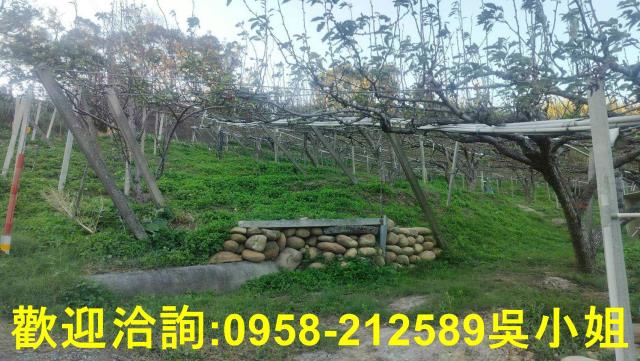 新埔山坡地_休閒地-12