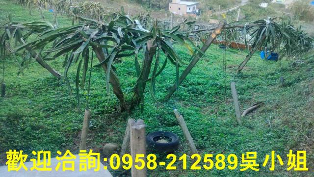 新埔山坡地_休閒地-3