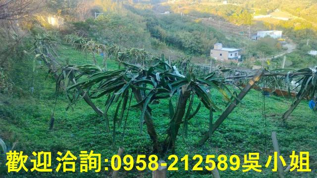 新埔山坡地_休閒地-4