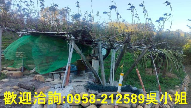 新埔山坡地_休閒地-7