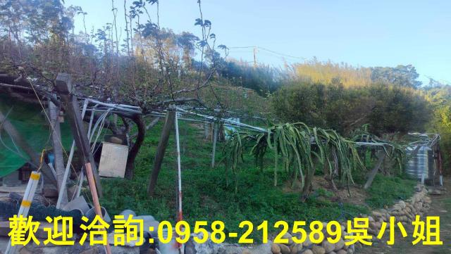 新埔山坡地_休閒地-8