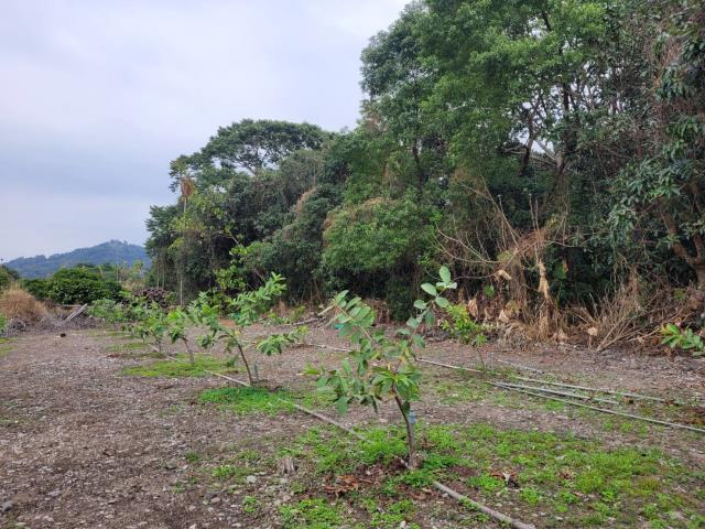 高雄六龜農地-2