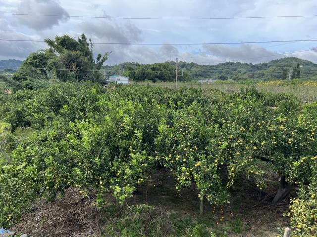 台中東勢農地_休閒地-8