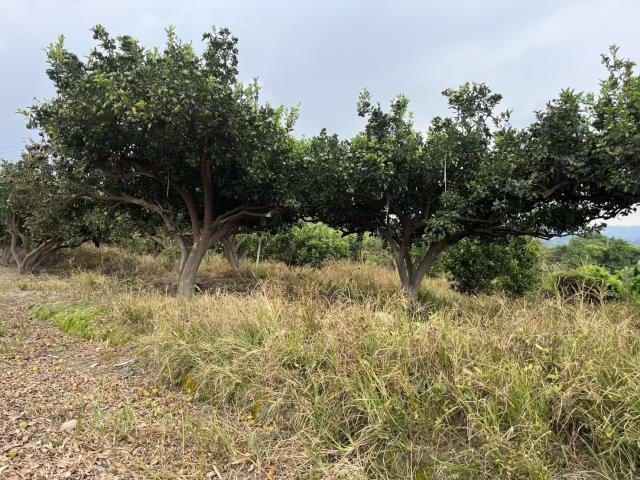 台中東勢農地_休閒地-9