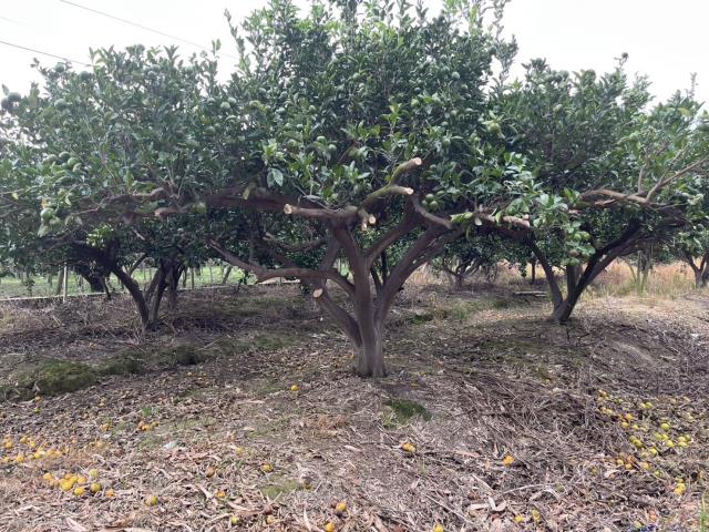 台中東勢農地_休閒地-10