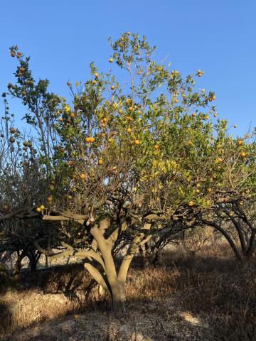 台中東勢農地_休閒地-2