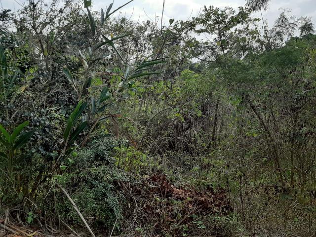 台南農地_建地-5