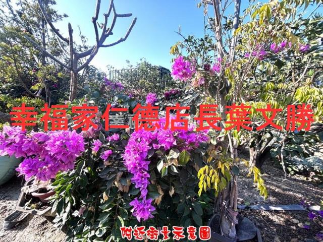 台南麻豆農地-1