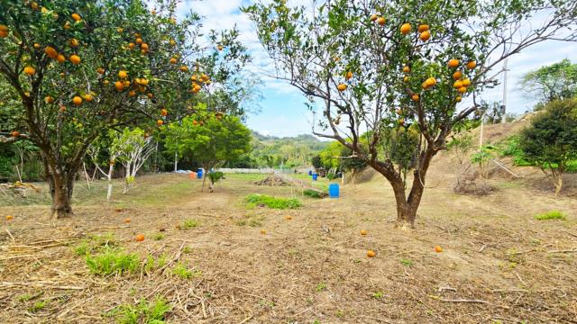 新竹北埔農地_林地-13