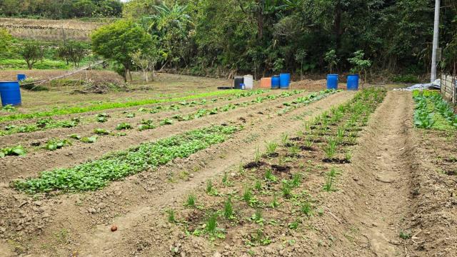 新竹北埔農地_林地-2