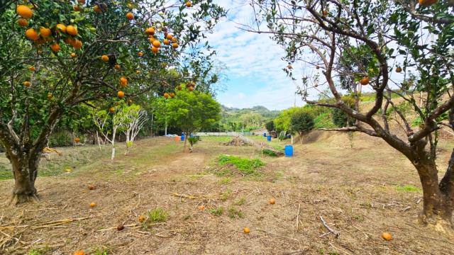 新竹北埔農地_林地-4