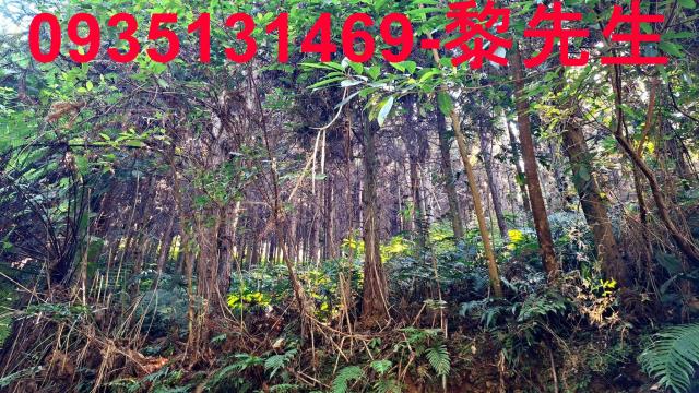 橫山農地_林地-13