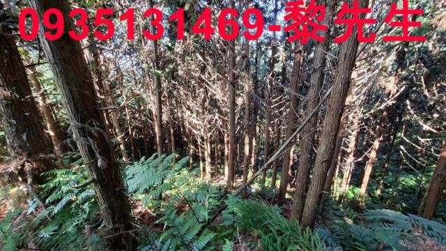 橫山農地_林地-14