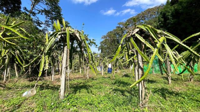 新竹峨眉農地_山坡地-14