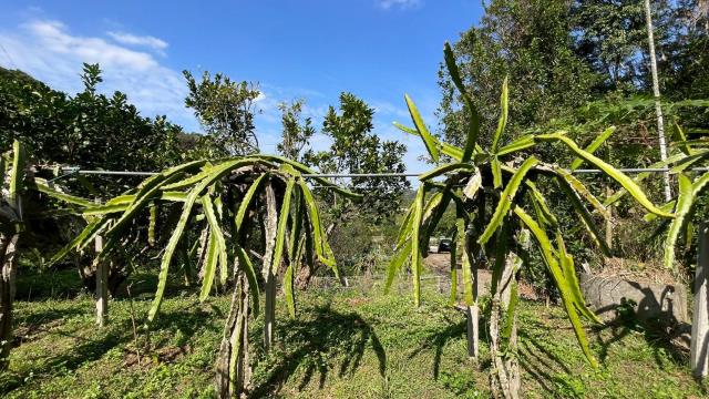新竹峨眉農地_山坡地-15