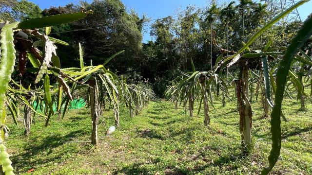 新竹峨眉農地_山坡地-3