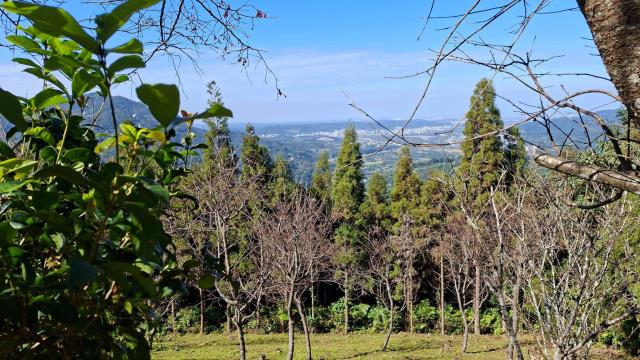 橫山農地_山坡地_林地-4