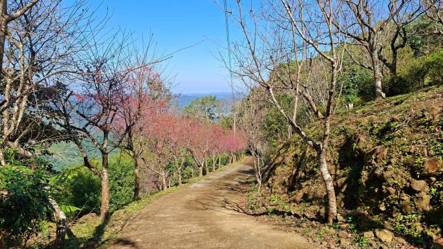橫山農地_山坡地_林地-5