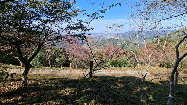 橫山農地_山坡地_林地-6