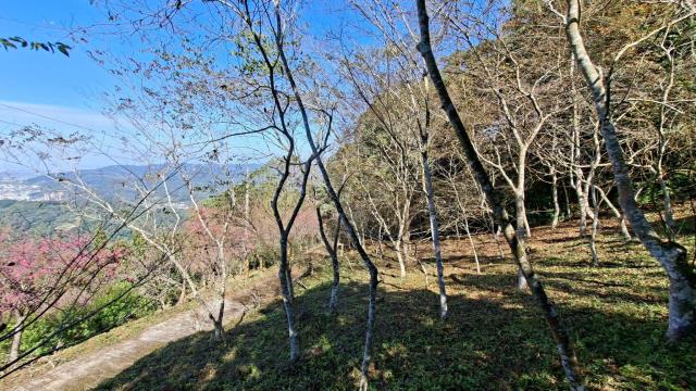 橫山農地_山坡地_林地-7