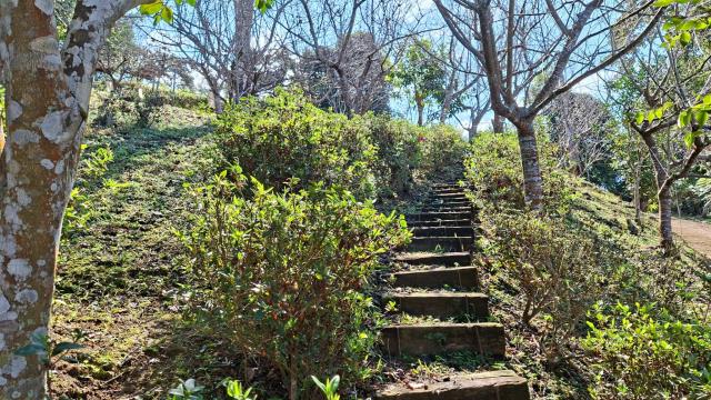 橫山農地_山坡地_林地-8