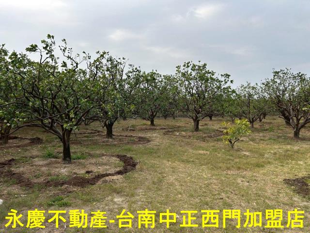 台南麻豆農地-7